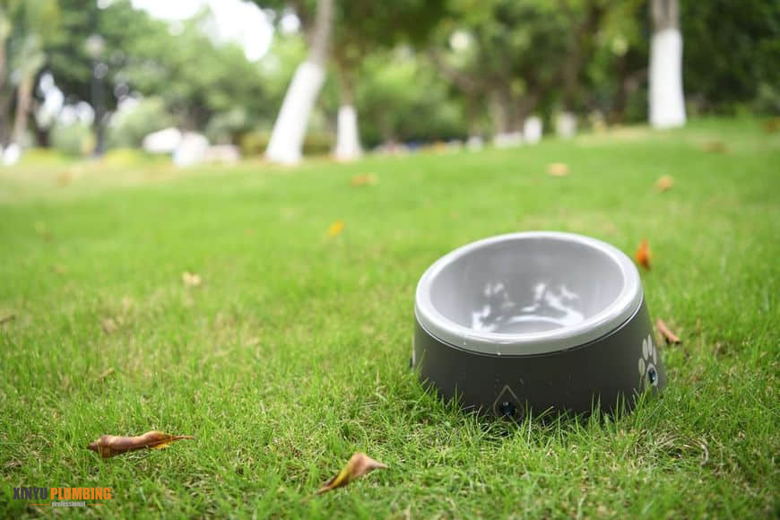 pet bowl 2